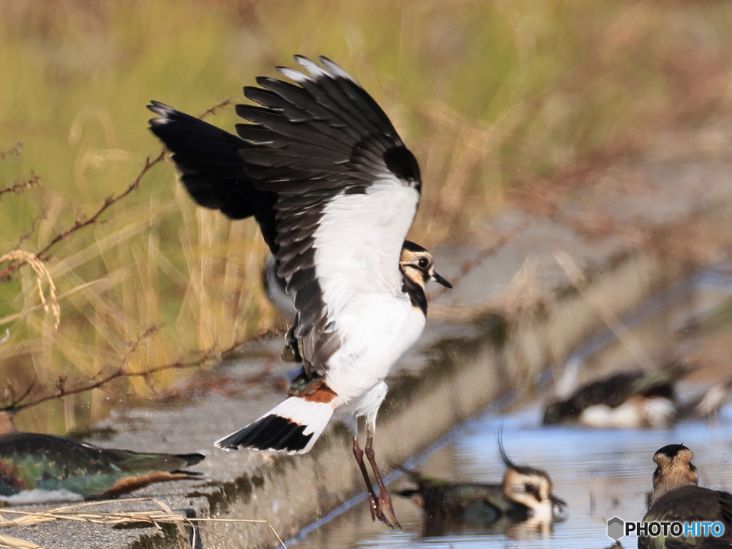 タゲリ百選 よいしょ！