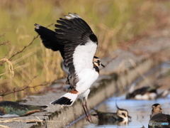 タゲリ百選 よいしょ！