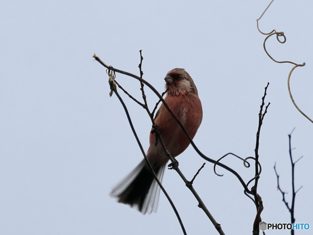 日々探鳥 移動中のベニマシコ