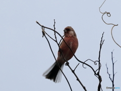 日々探鳥 移動中のベニマシコ