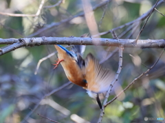 今日のカワセミ よし！行け！ カメラ追付かず
