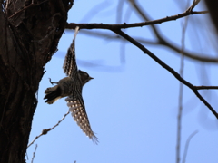 日々探鳥 コゲラの飛び出し
