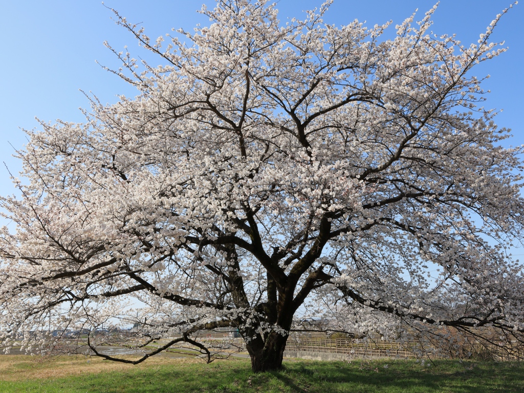 黒部川堤防桜堤の大桜