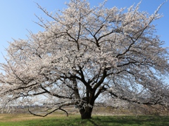 黒部川堤防桜堤の大桜