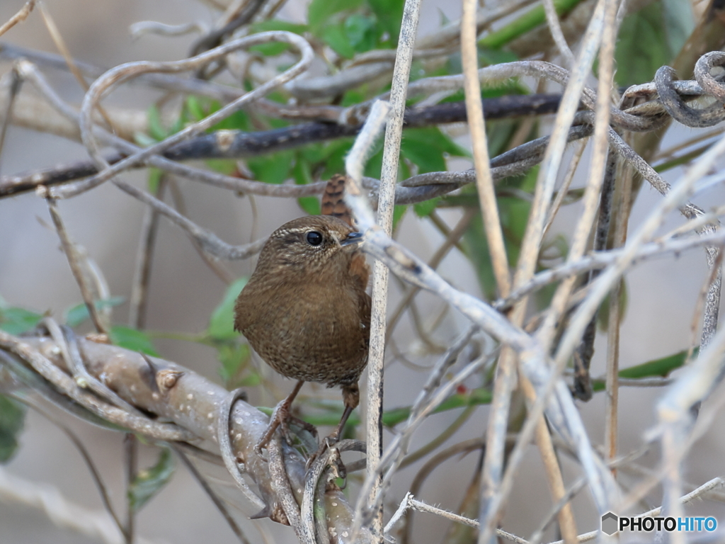 日々探鳥  初お目見えです ミソサザエ
