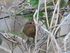 日々探鳥  初お目見えです ミソサザエ