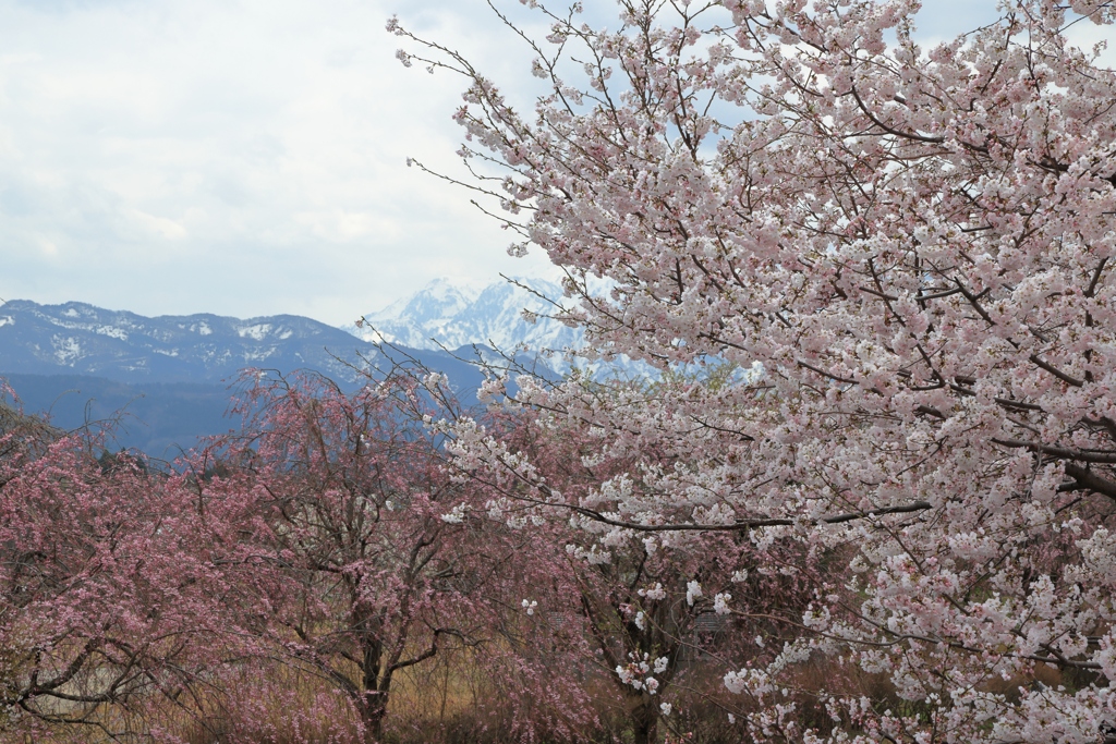 舟川の桜と立山