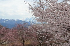 舟川の桜と立山