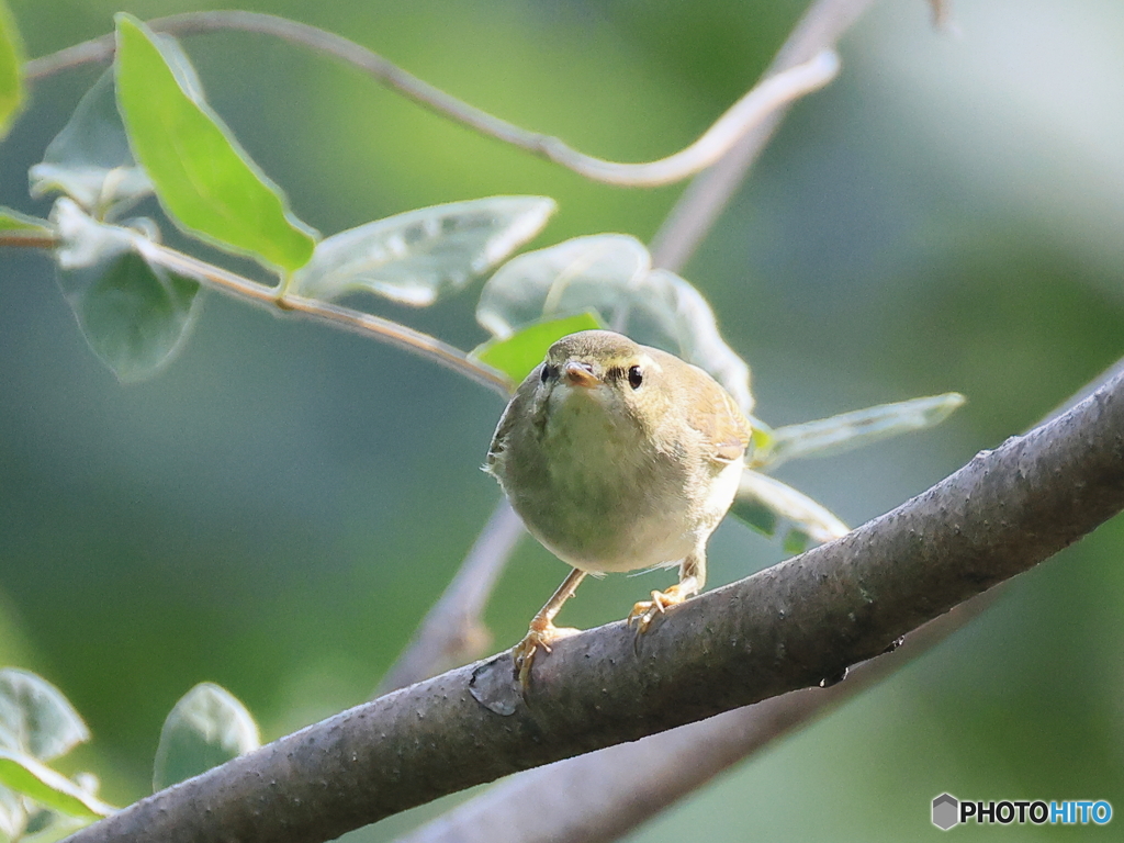 日々探鳥 私とにらめっこ？