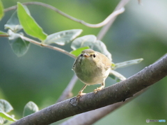 日々探鳥 私とにらめっこ？