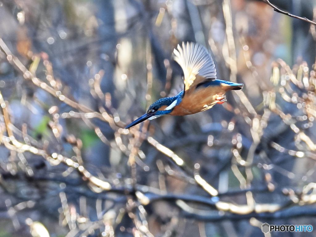 今日のカワセミ 突撃①朝陽に押されて