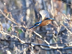今日のカワセミ 突撃①朝陽に押されて