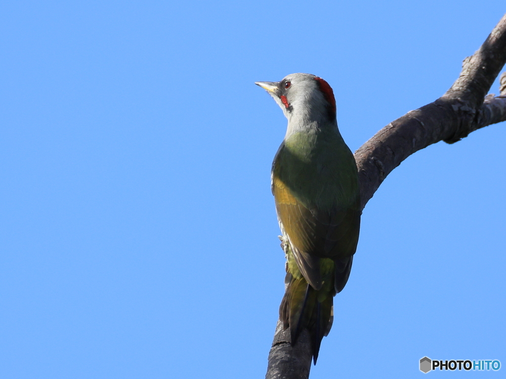 日々探鳥 思いふける？アオゲラ♀