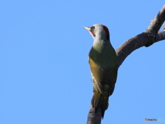 日々探鳥 思いふける？アオゲラ♀