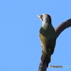 日々探鳥 思いふける？アオゲラ♀