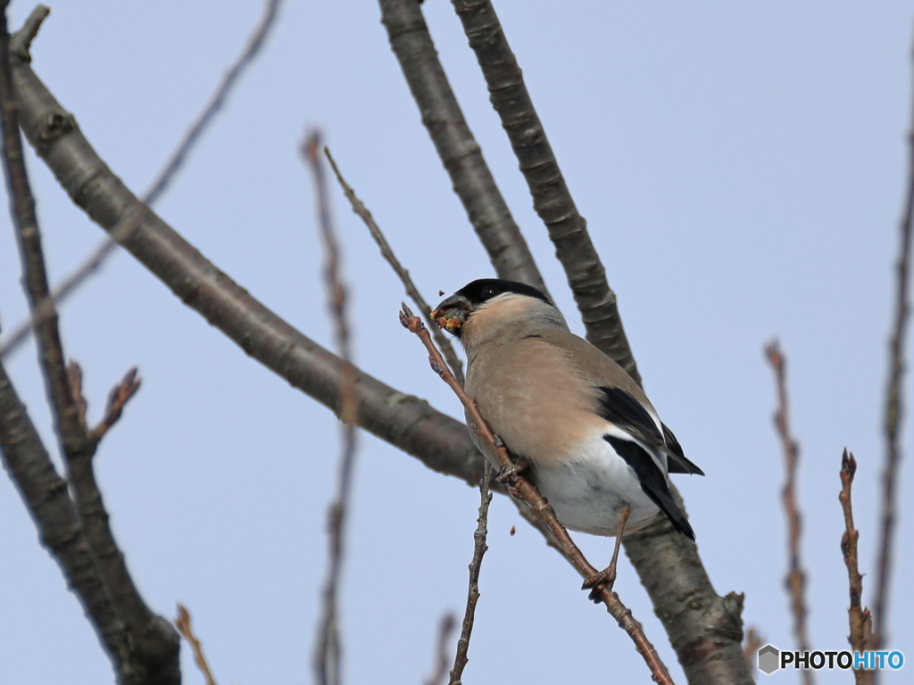 日々探鳥 桜新芽とウソ♀