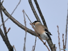 日々探鳥 桜新芽とウソ♀