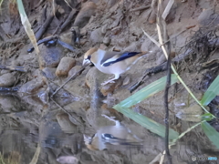 日々探鳥 にらめっこ