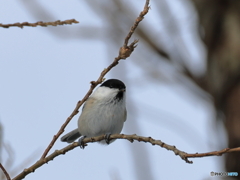 日々探鳥 まん丸コガラ