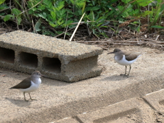 日々探鳥 イソシギ カップル？