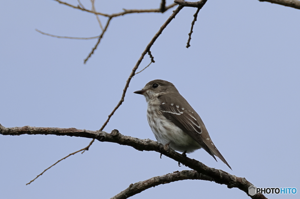 日々探鳥 やっと逢えた エゾビタキ