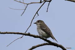 日々探鳥 やっと逢えた エゾビタキ