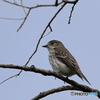 日々探鳥 やっと逢えた エゾビタキ