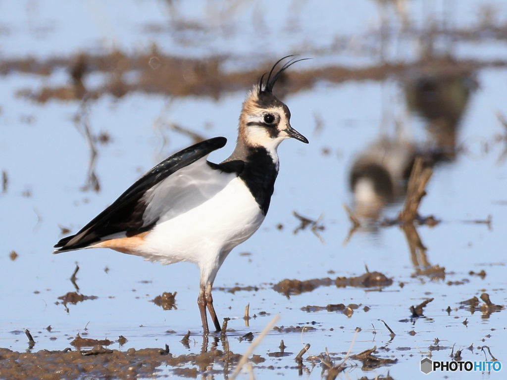 タゲリ百選 私怒ってます 冠羽逆立つ