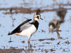 タゲリ百選 私怒ってます 冠羽逆立つ