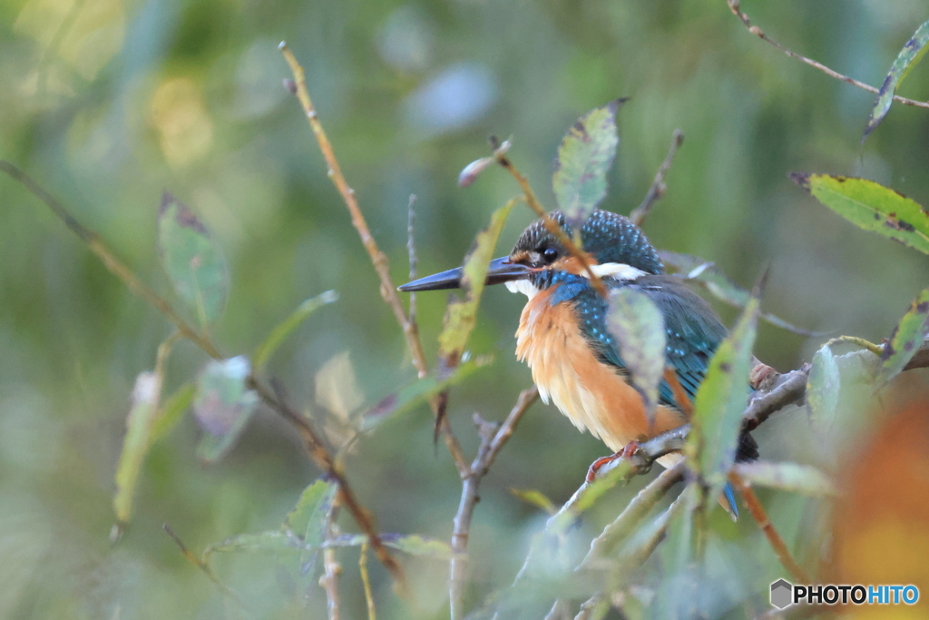 今日のカワセミ 枝の向こうに
