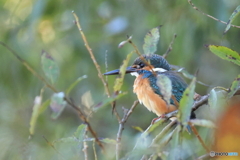 今日のカワセミ 枝の向こうに