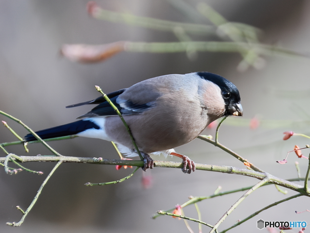 日々探鳥 何かご用？食べるのに忙しいの ウソ♀