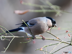 日々探鳥 何かご用？食べるのに忙しいの ウソ♀