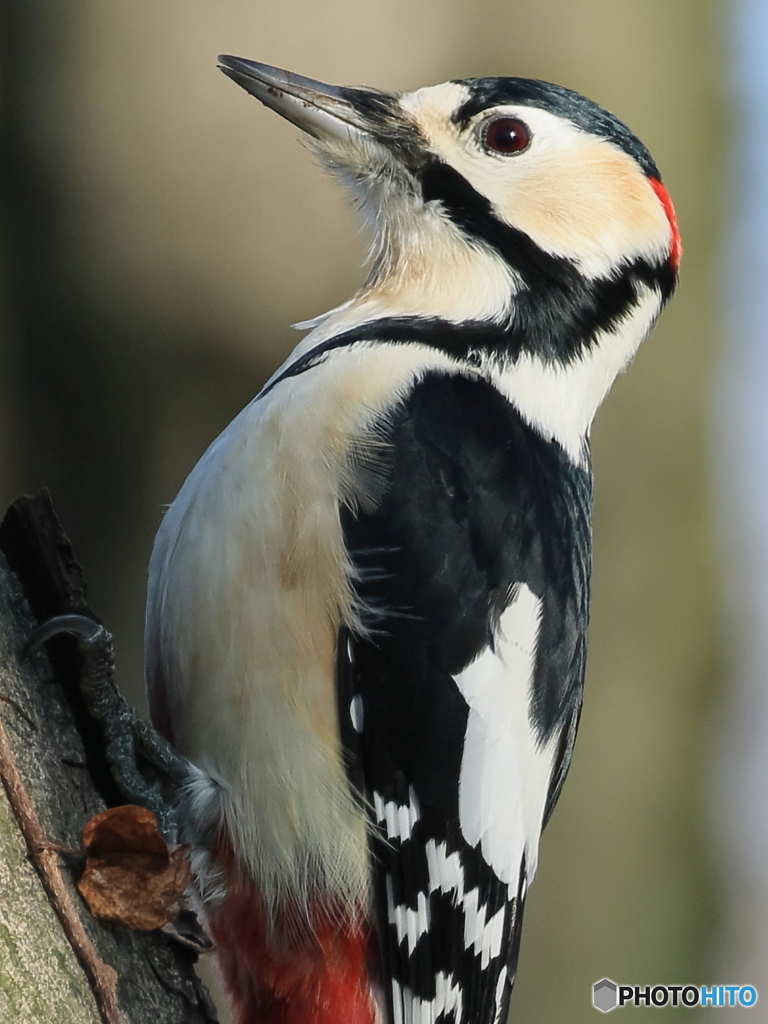 日々探鳥 12/28の出迎えはアカゲラをドアップで