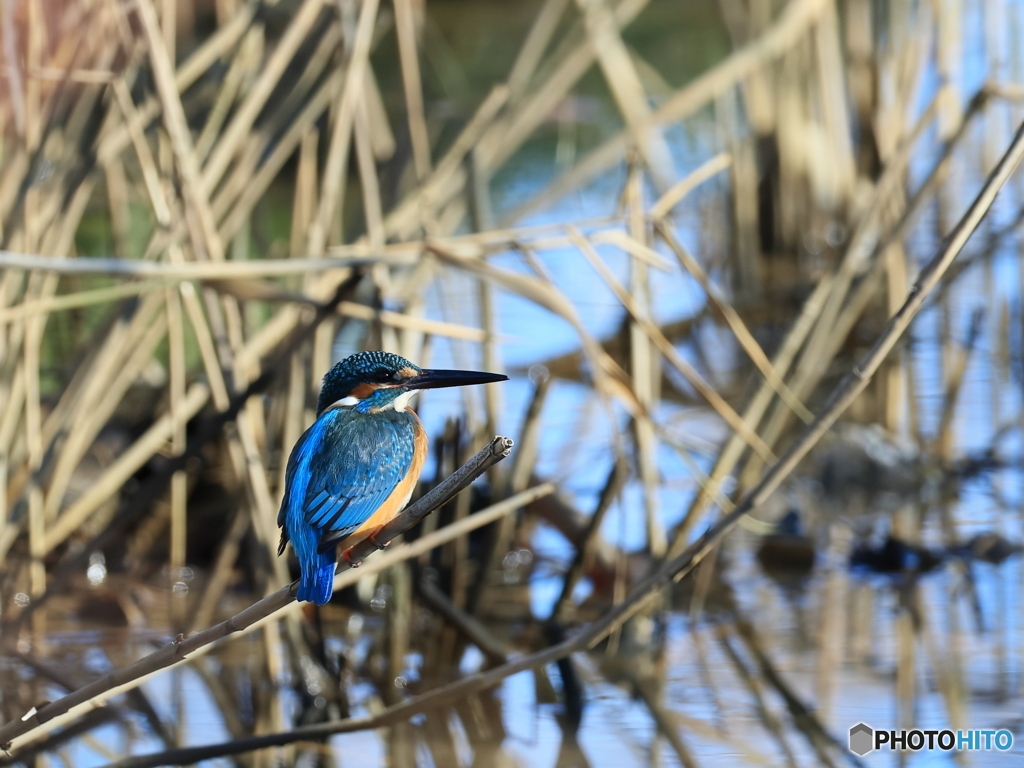 今日のカワセミ 日向ぼっこのハンサムくん