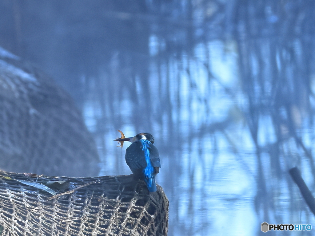 今日のカワセミ 朝靄の中ゲット