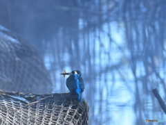 今日のカワセミ 朝靄の中ゲット