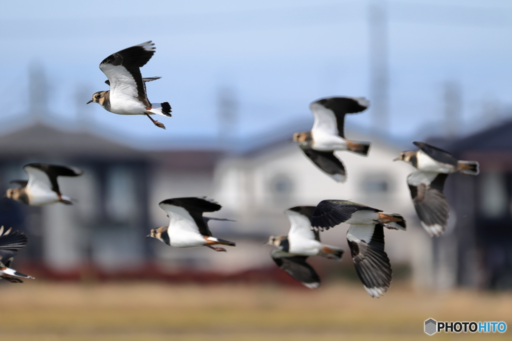 タゲリ百選 低空旋回左へ