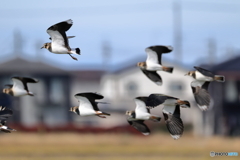 タゲリ百選 低空旋回左へ