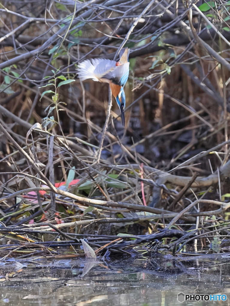 今日のカワセミ あと少し