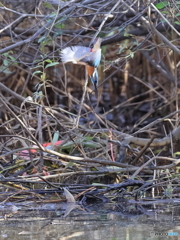 今日のカワセミ あと少し