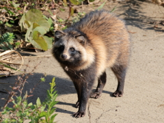 タヌキさん登場