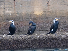 日々探鳥 もう婚姻色？