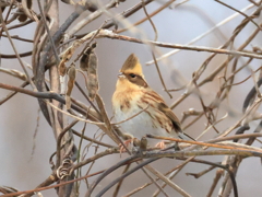 貫禄の冠羽ミヤマホオジロ♀
