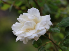 庭の花 儚い白いバラ
