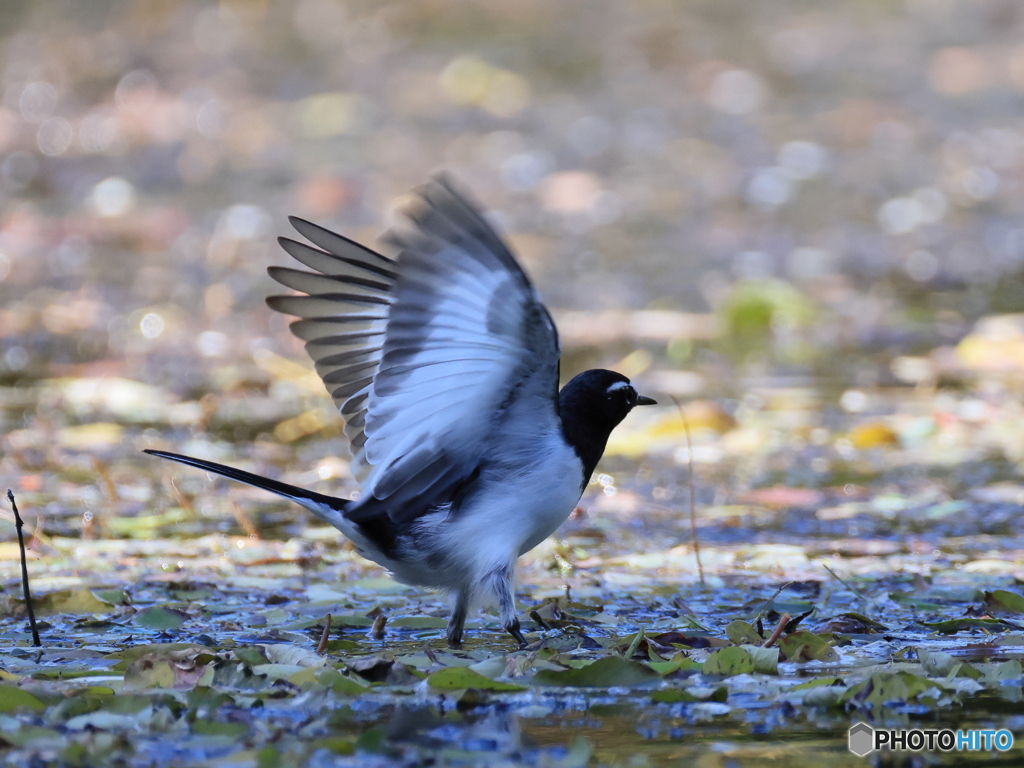 日々探鳥 水上の舞セグロ