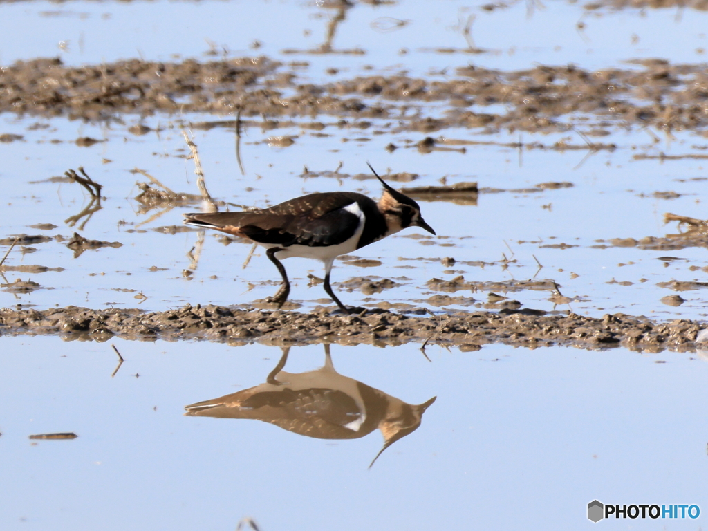 タゲリ百選 餌探し／これが千鳥足？