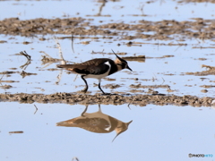 タゲリ百選 餌探し／これが千鳥足？