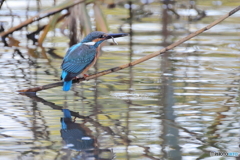 今日のカワセミ ああ、落ちそう！！