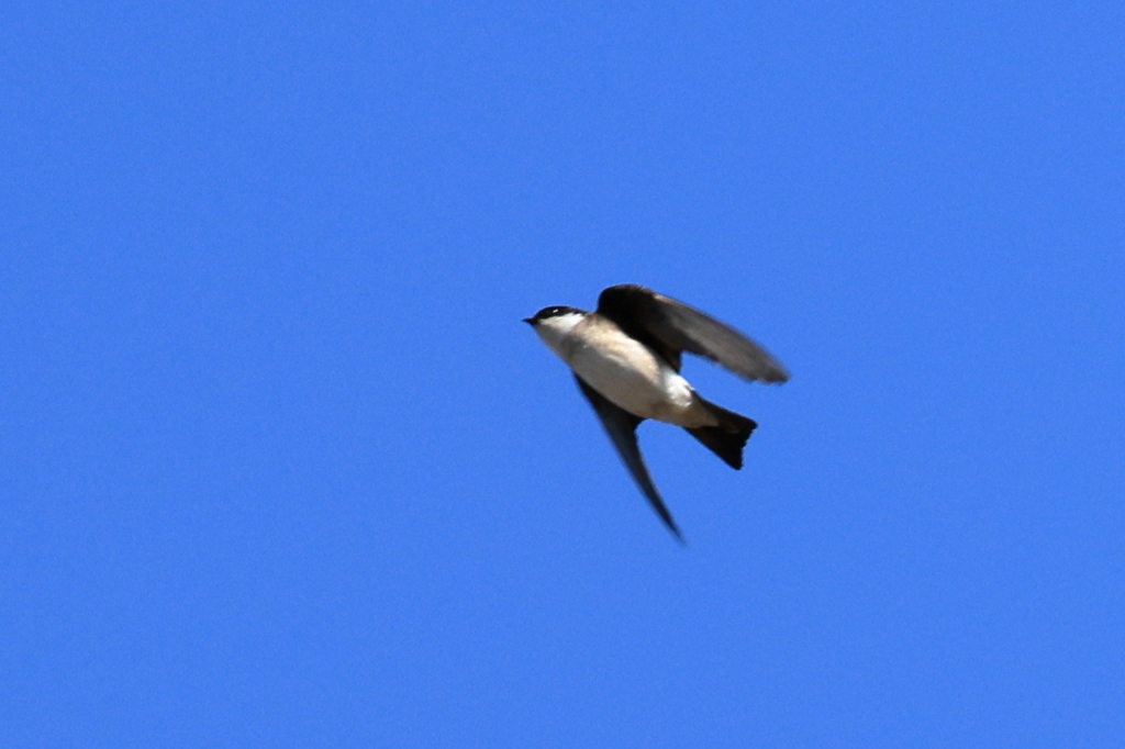 日々探鳥 イワツバメ 拡大